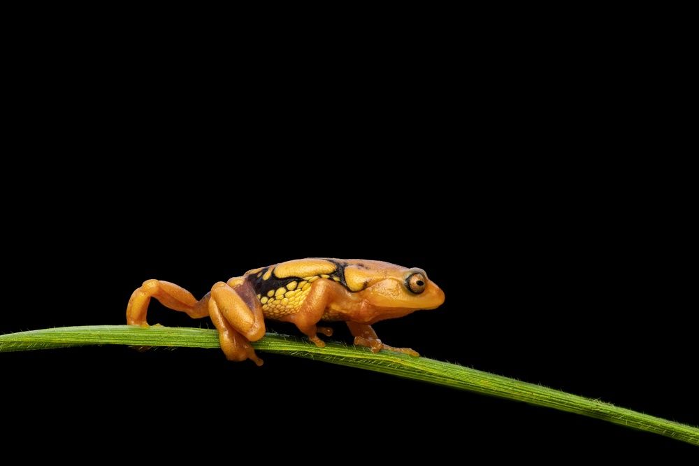 Resplendent Bush Frog