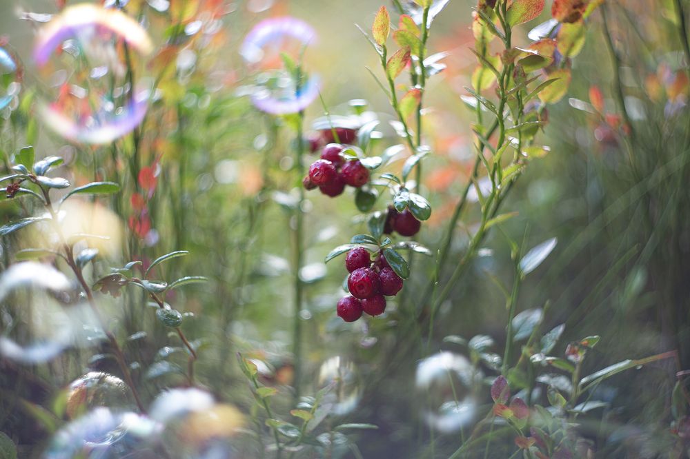 Photograph by Наталия Колтакова