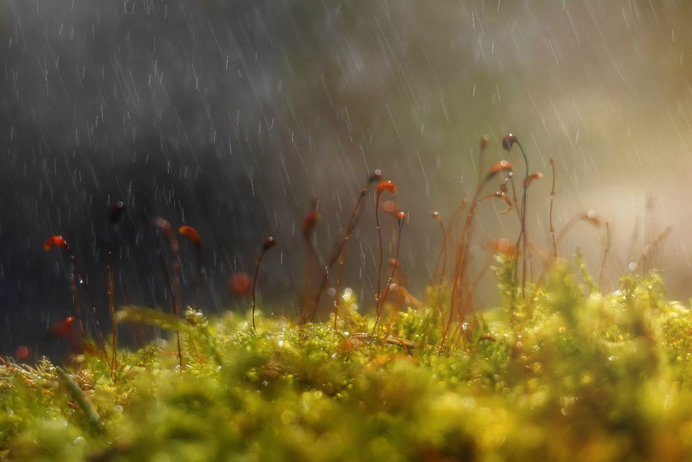 Photograph by Соколова Елена