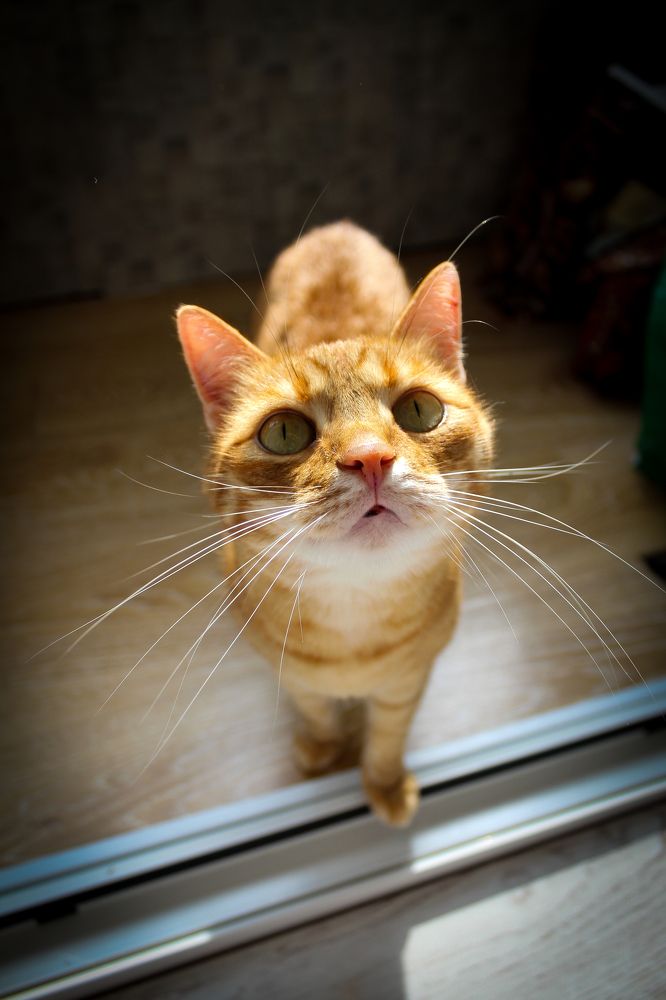 Рыжая морда