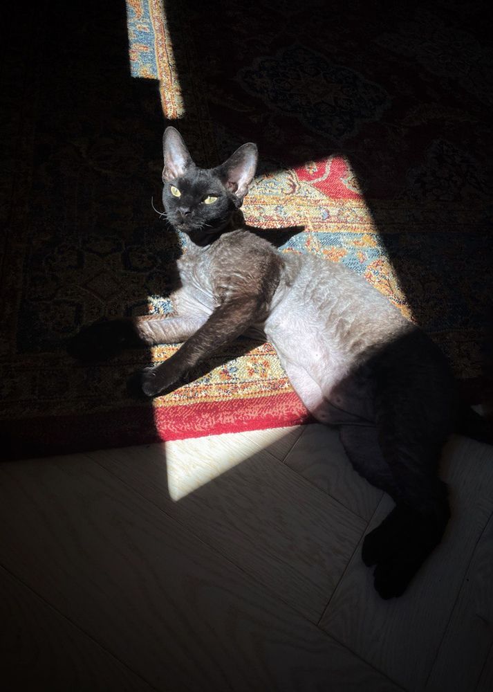 выдающийся кот Мозес в лучах славы