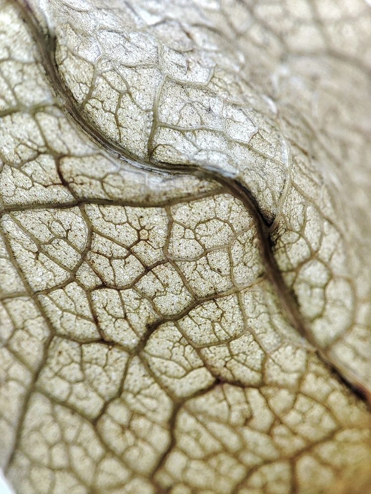 Photograph by Olga Gorokhova
