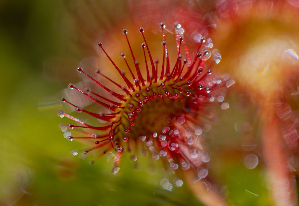 Photograph by George Alexandru Ghiuro