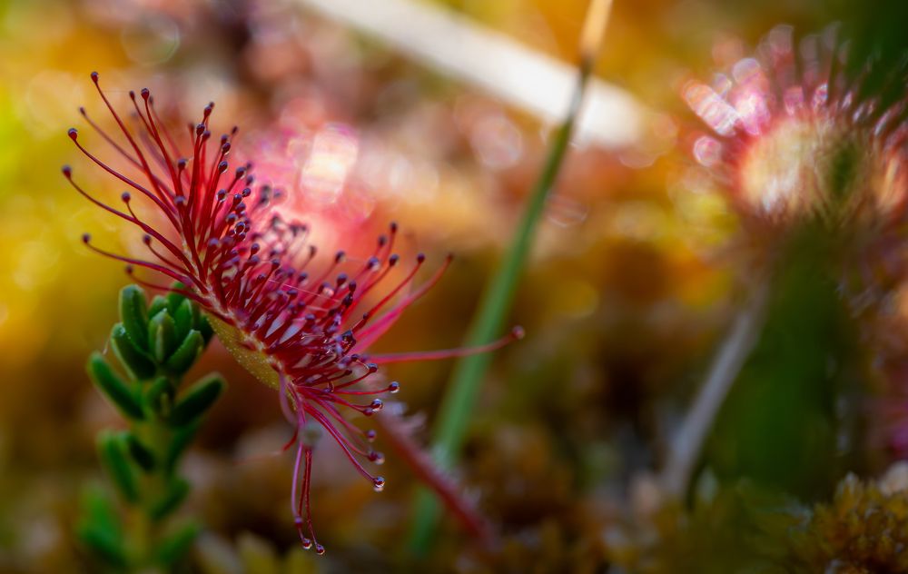 Photograph by George Alexandru Ghiuro
