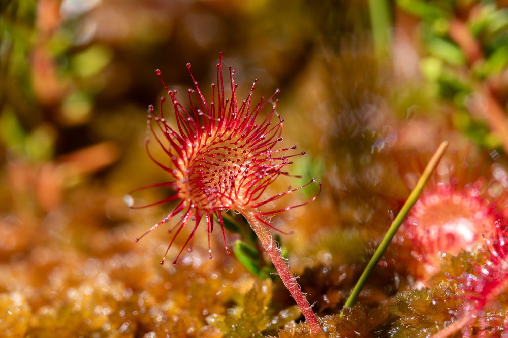 Photograph by George Alexandru Ghiuro
