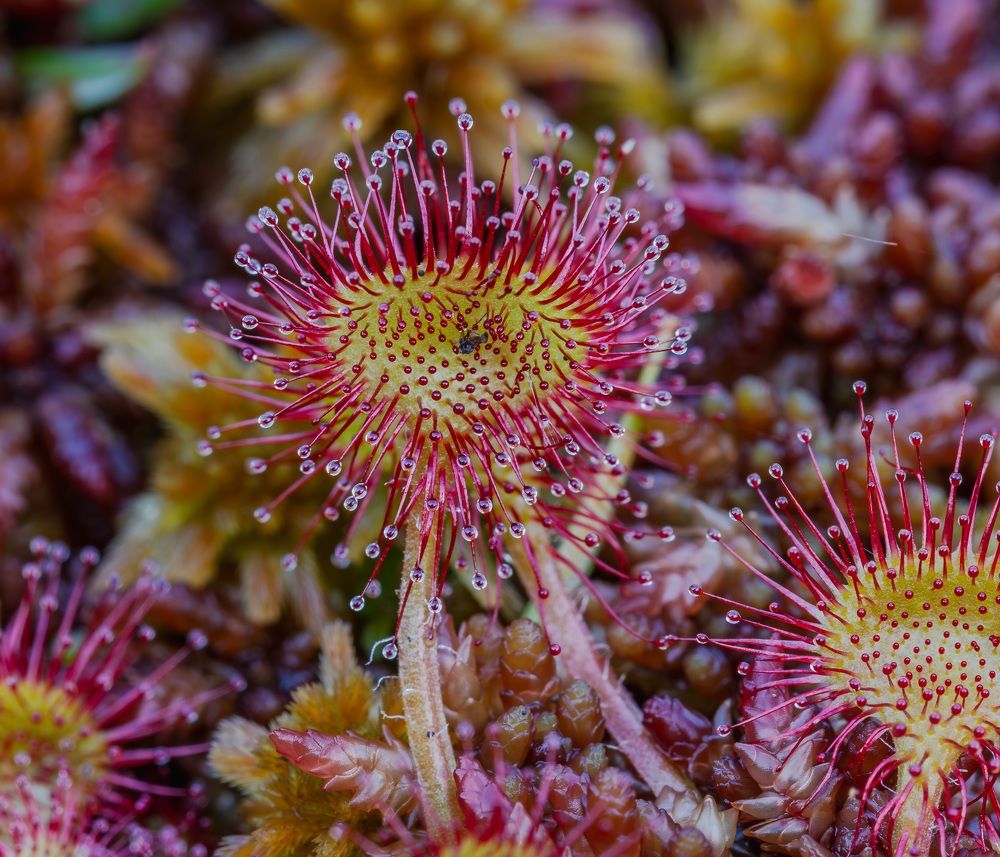 Photograph by George Alexandru Ghiuro