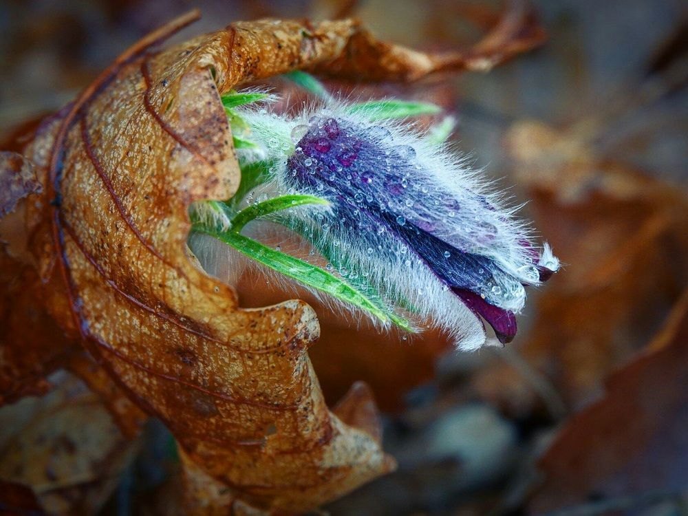 Прострел просыпается.