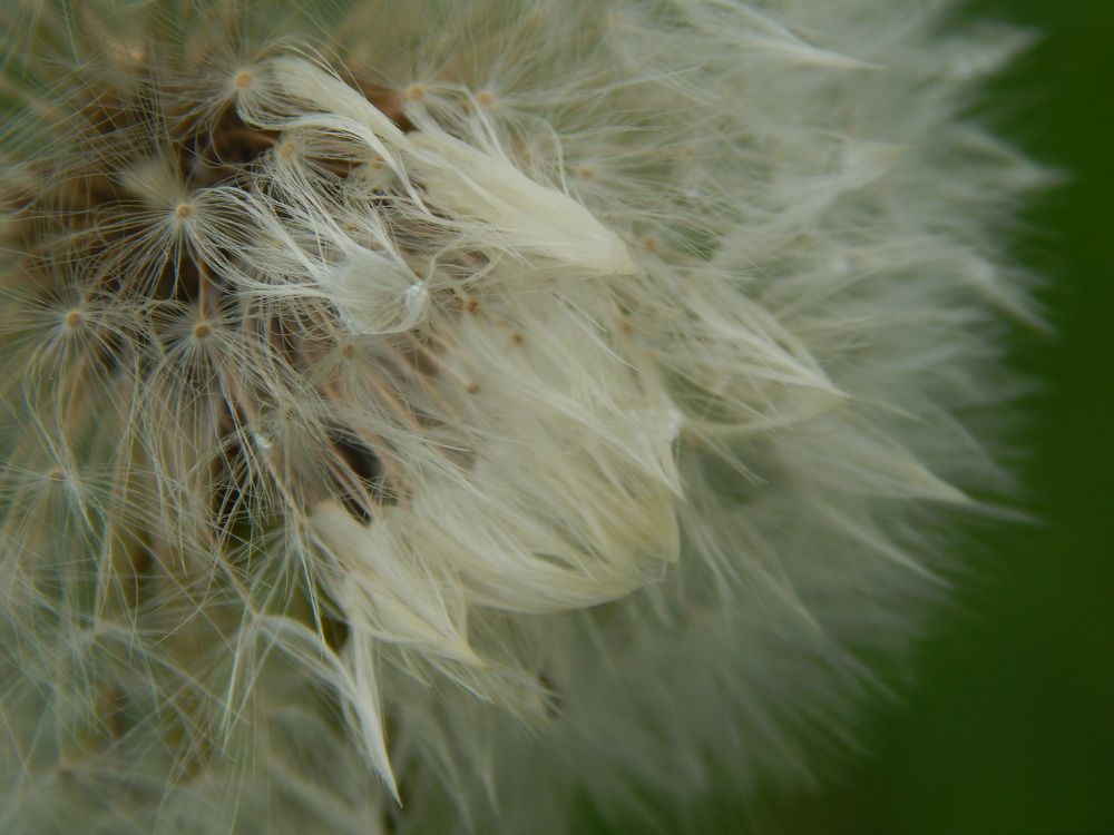 Белый одуванчик.