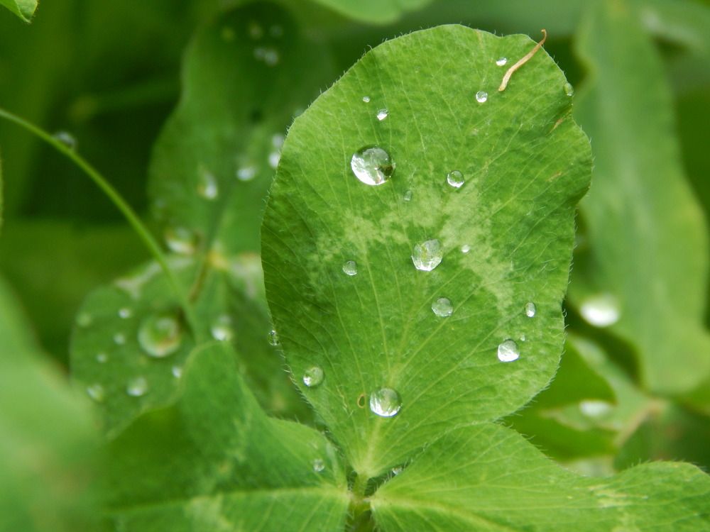 Капли росы на листке клевера.