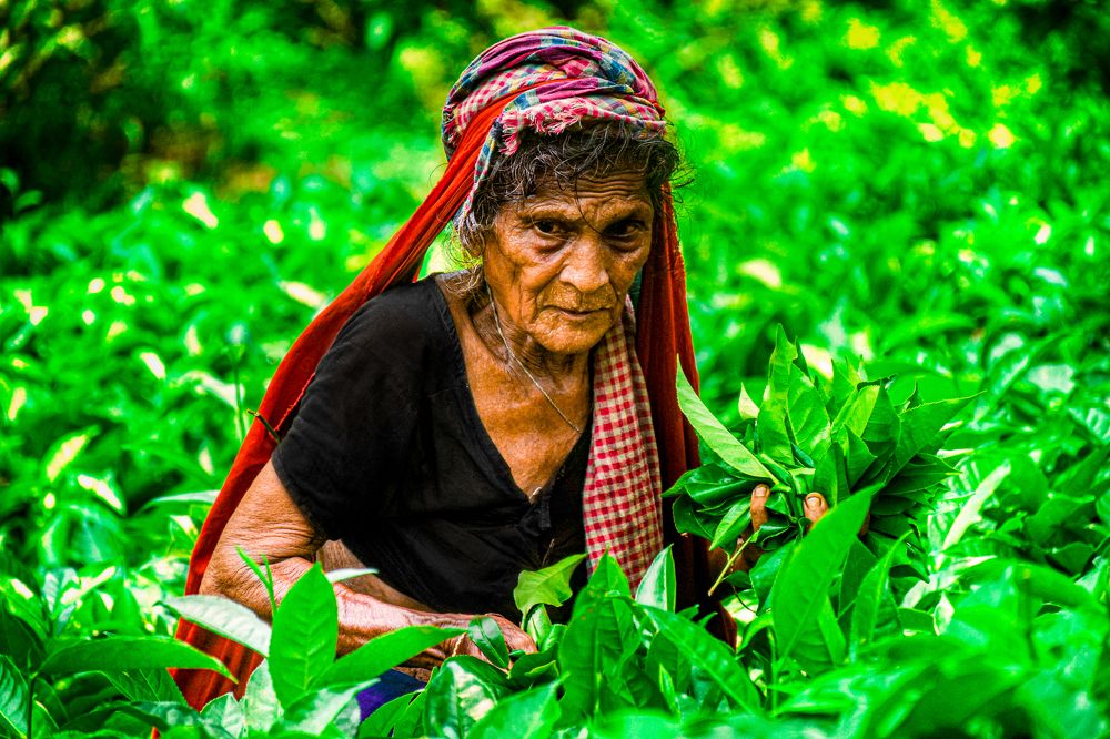 Niru Buri: The oldest tea laborer in Bangladesh