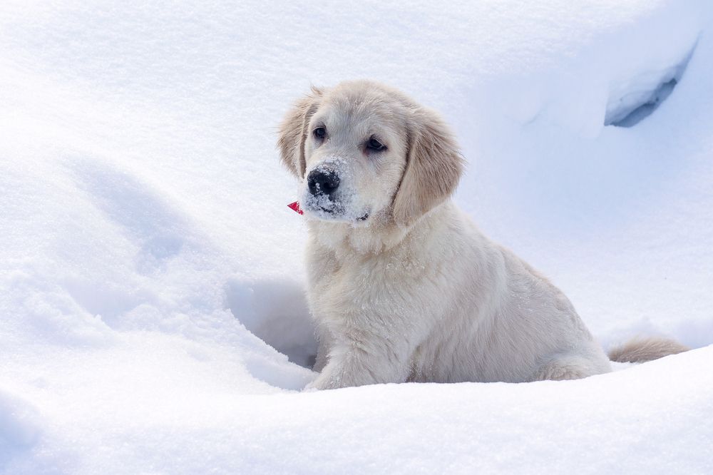 Фотография автора Галина Шепелева