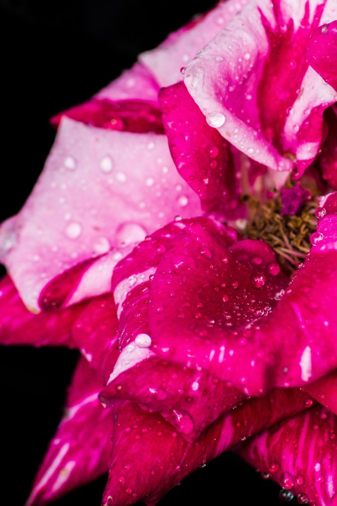 Фотография автора Софья Алексеева