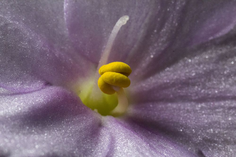 Photograph by Ирина Шибитова