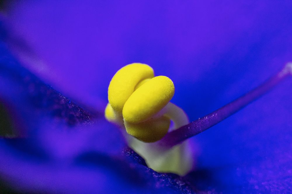 Photograph by Ирина Шибитова