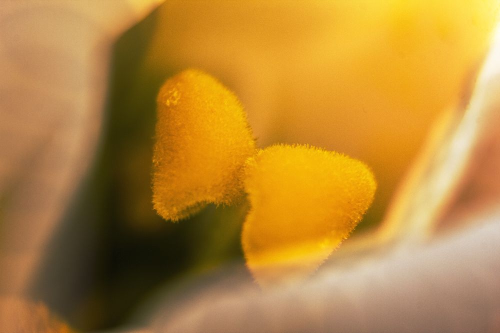 Photograph by Ирина Шибитова