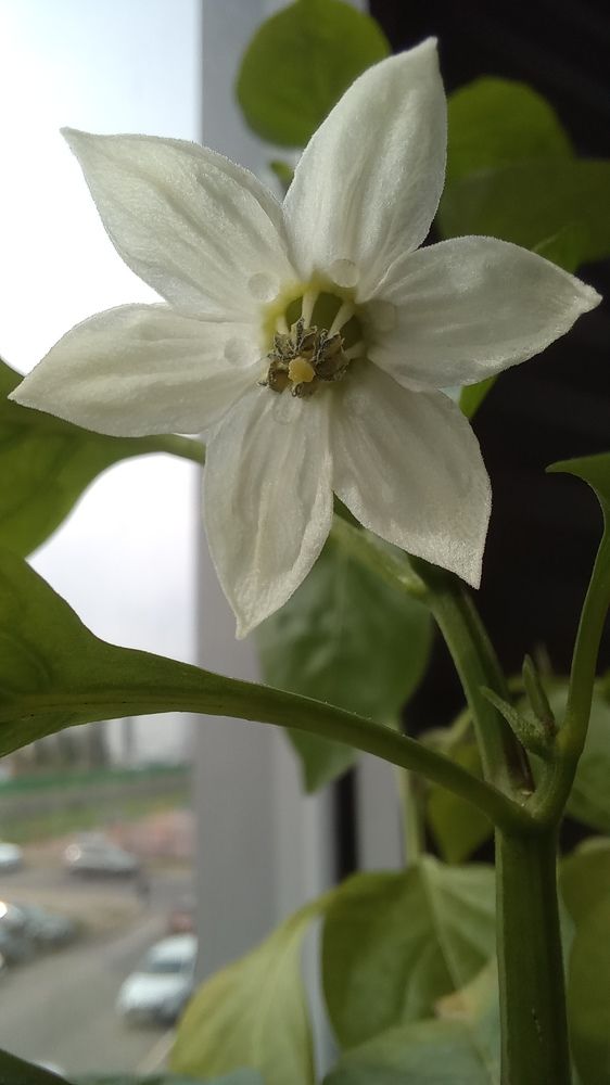 Photograph by Каковкина Ольга