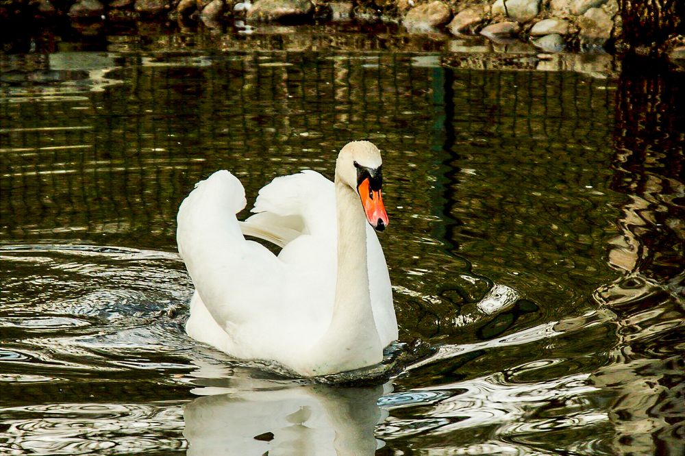 Photograph by Ирина Шибитова