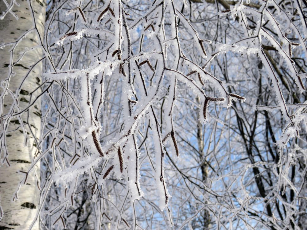 Birch branch in frost