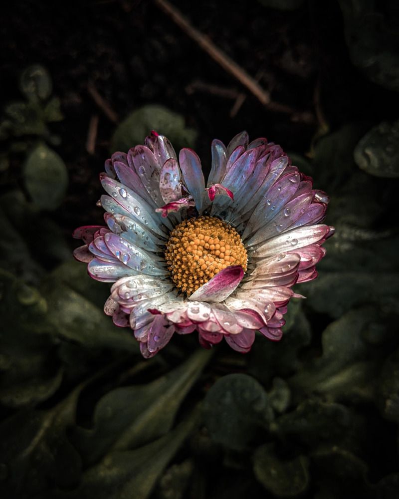 Photograph by Дарья Макаревич