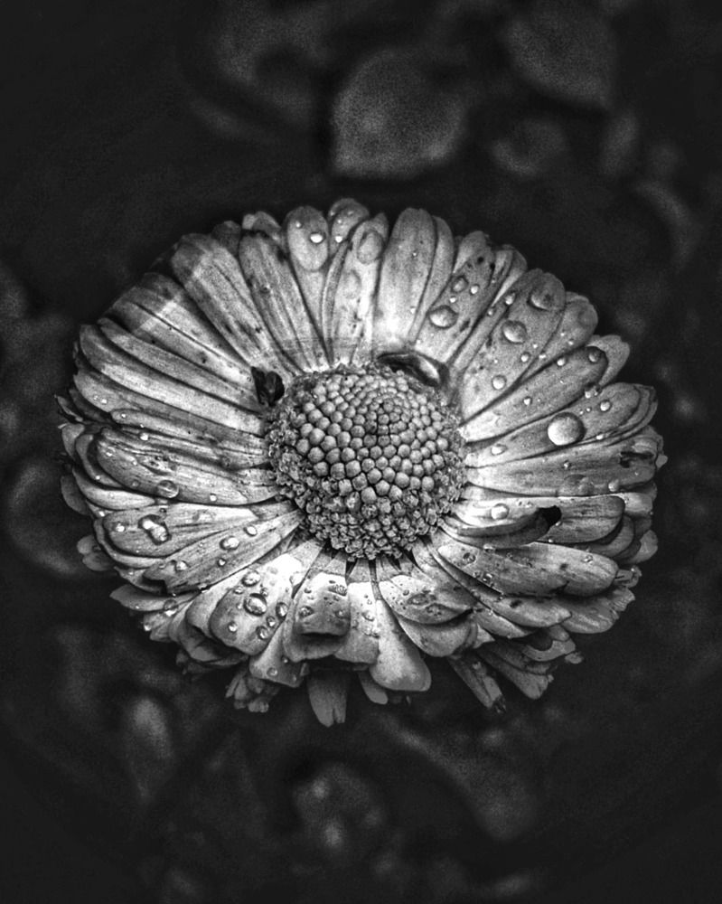 Photograph by Дарья Макаревич