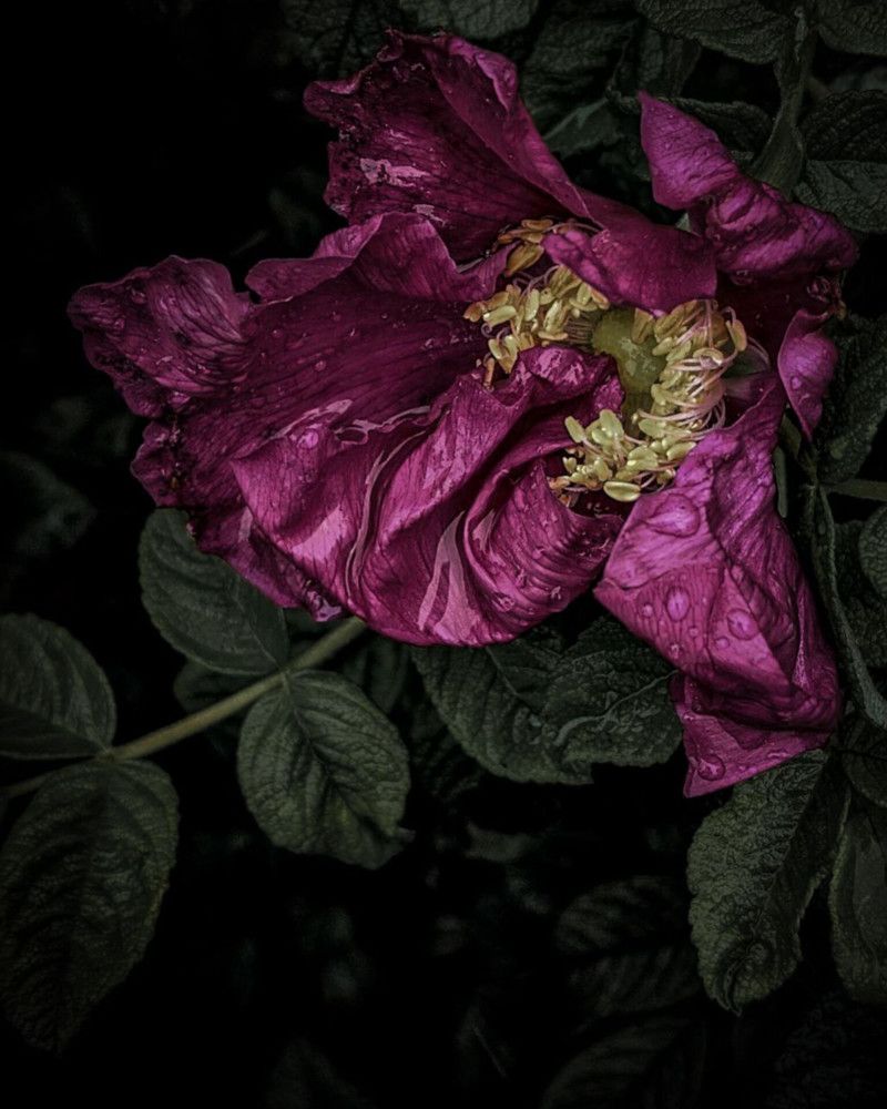 Photograph by Дарья Макаревич