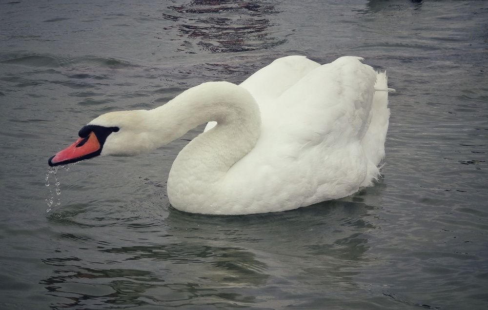 Photograph by Елена Силантьева