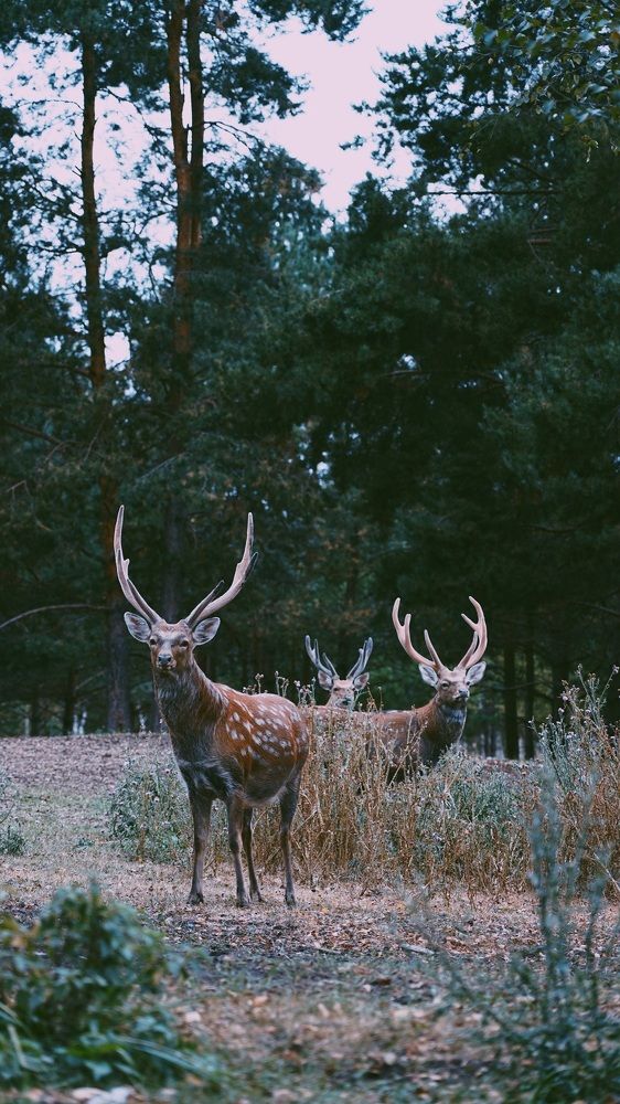 Photograph by Ульяна Алмаева