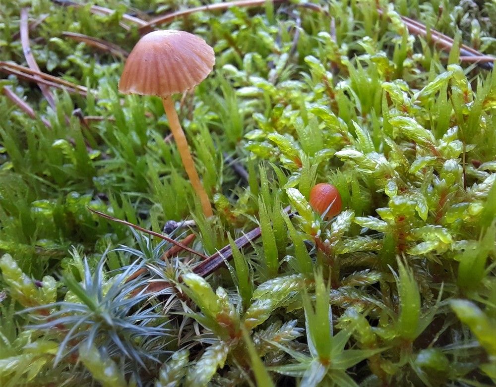 Фотография автора Елена Пикатова