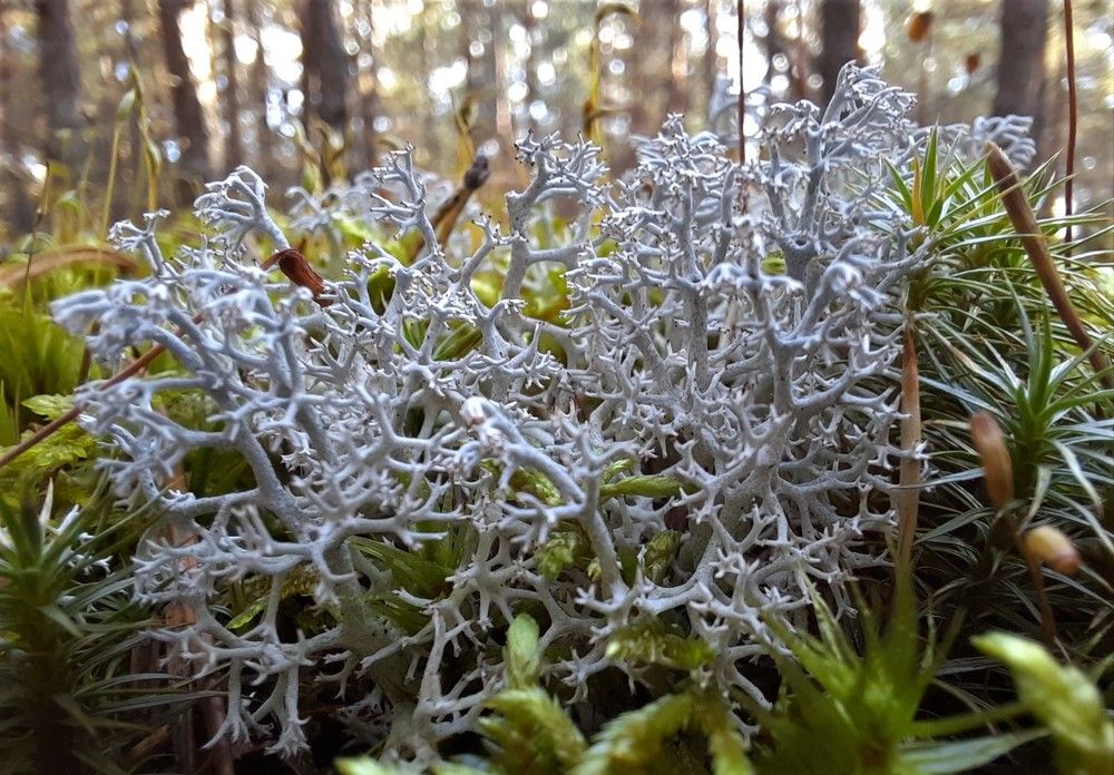 Фотография автора Елена Пикатова