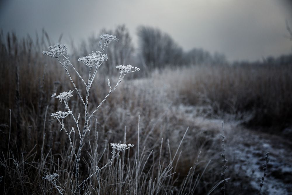 Photograph by Алексей Трифонов