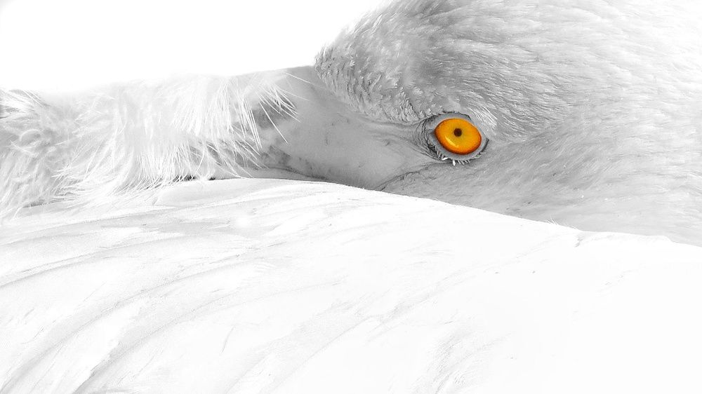 Photograph by Amin Ghaffarian