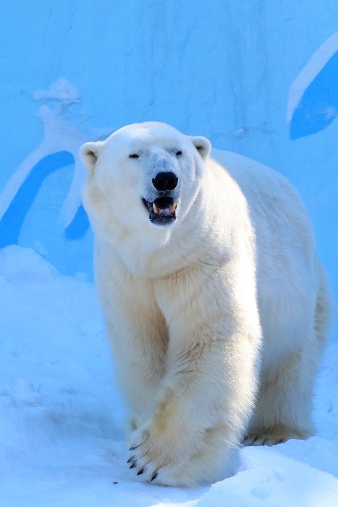 Белый медведь