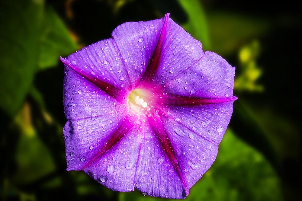 Flower with dew drop