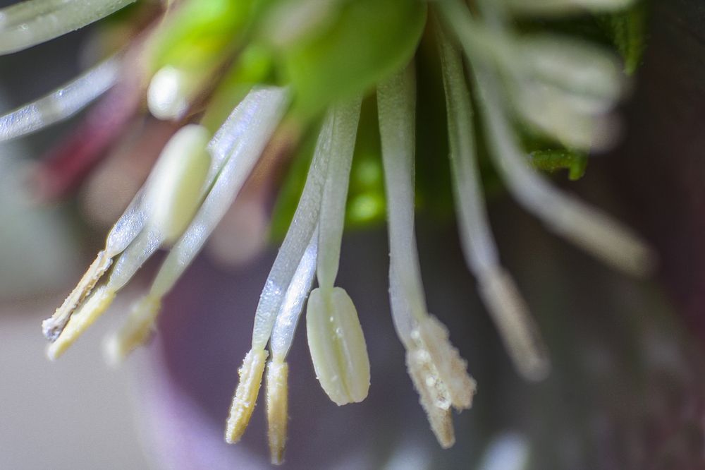 The inner world of the flower