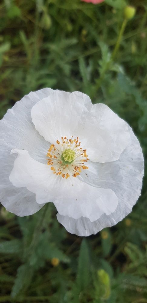 Фотография автора Ольга Мусина