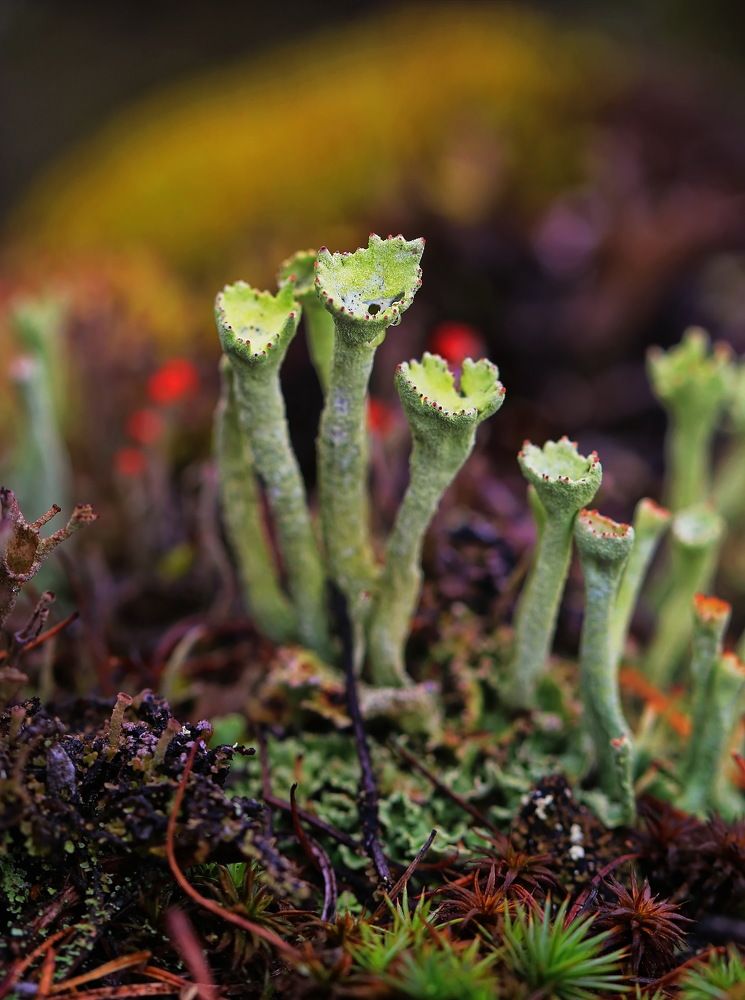 Photograph by Анатолий Васильев