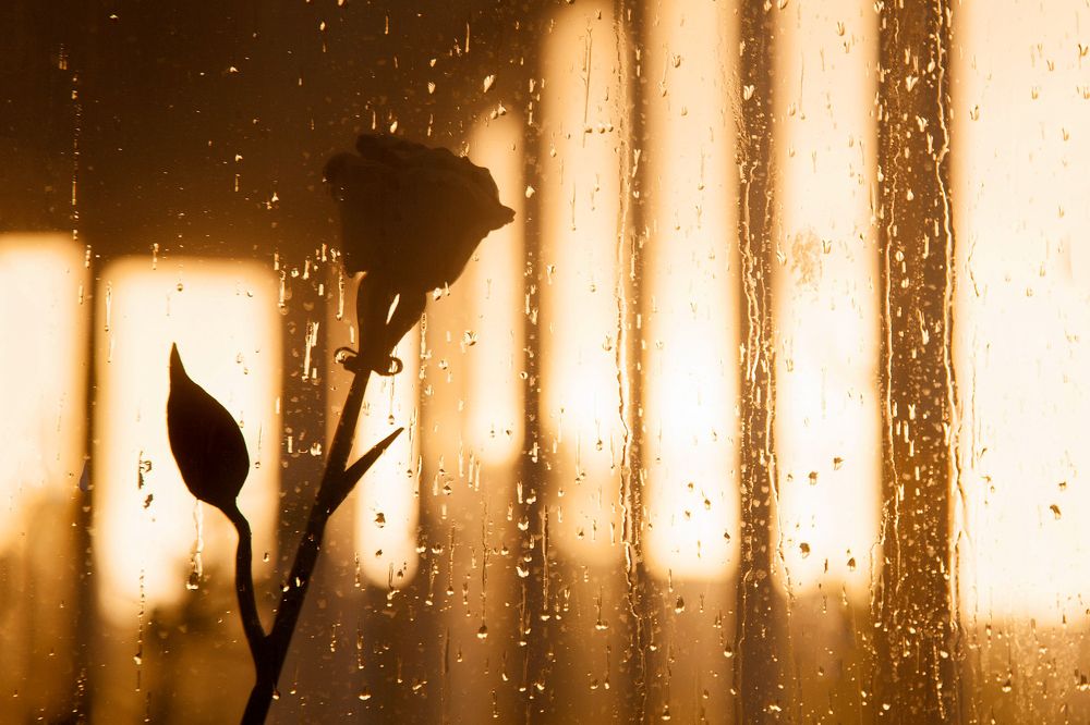 Роза и дождь