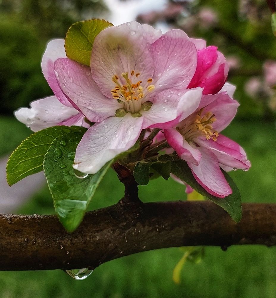 Photograph by Юлия Коробкова