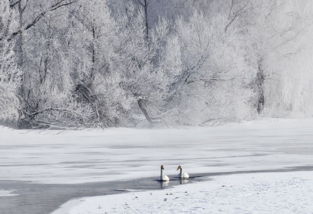 Photograph by Галина Хвостенко