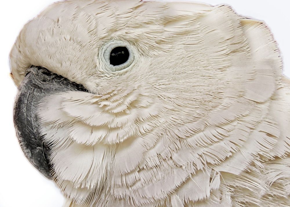 Photograph by Amin Ghaffarian