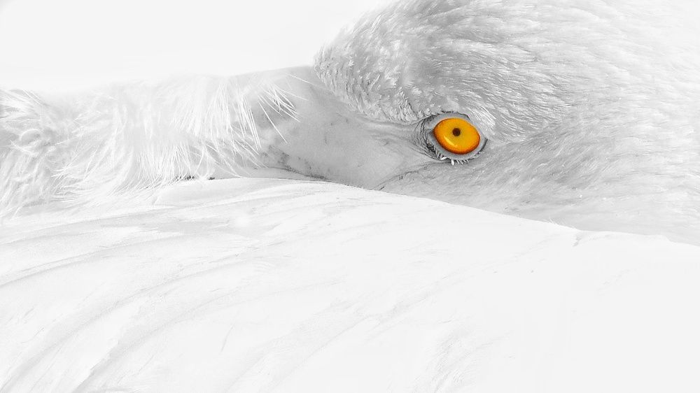 Photograph by Amin Ghaffarian