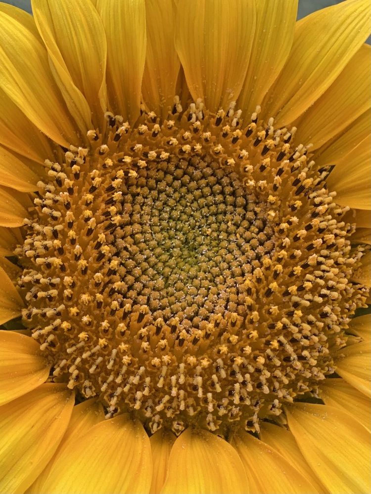 Photograph by Waleed Yousuf Alwahaibi