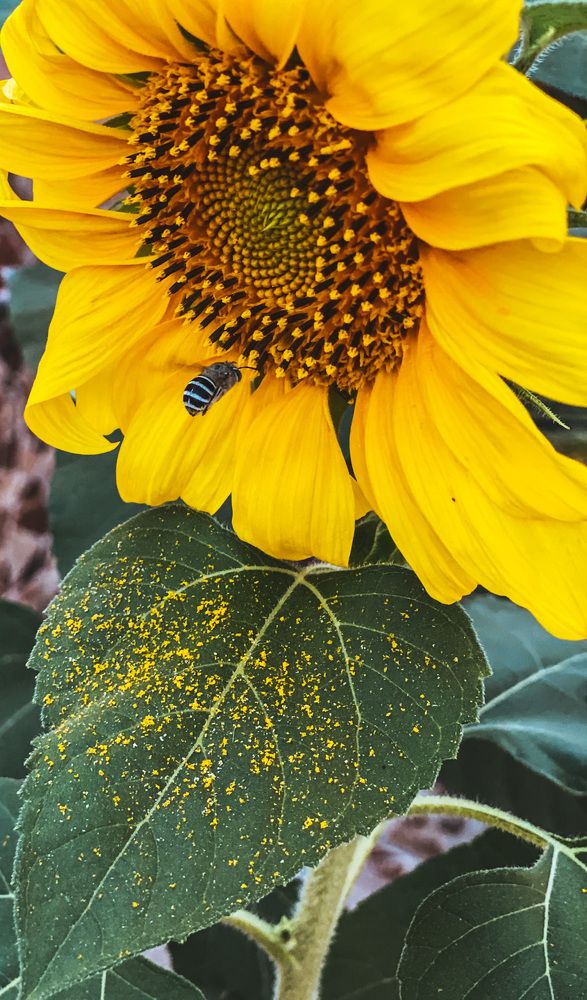 Photograph by Waleed Yousuf Alwahaibi