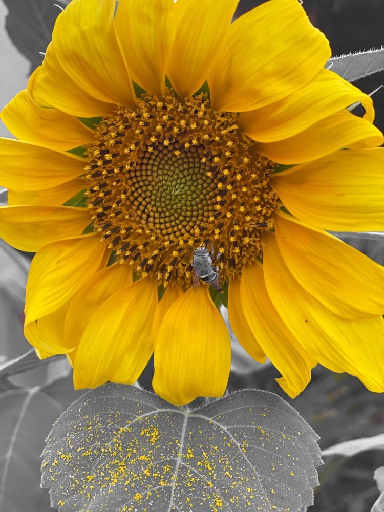 Photograph by Waleed Yousuf Alwahaibi