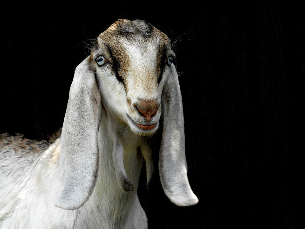 Англо-нубийская порода