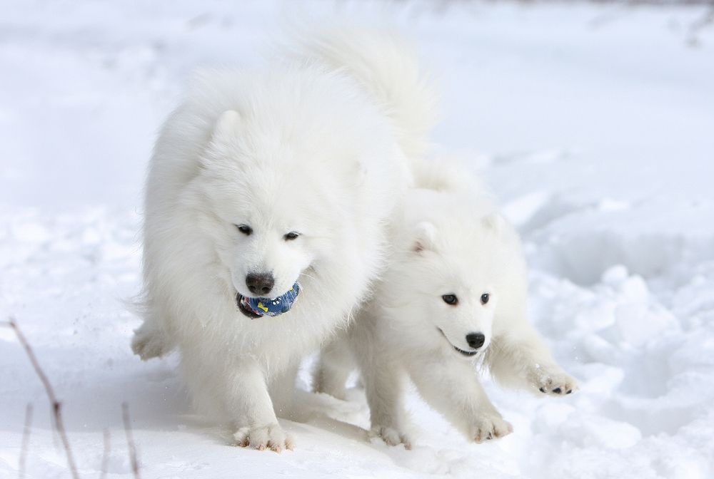 Фотография автора Надежда Лисицына