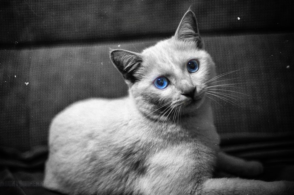 Photograph by DAMOUN POURNEMATI