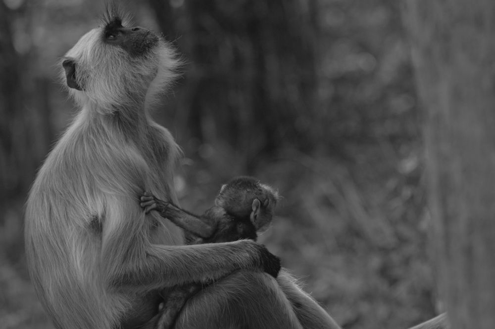 Photograph by Pritam Ghosh