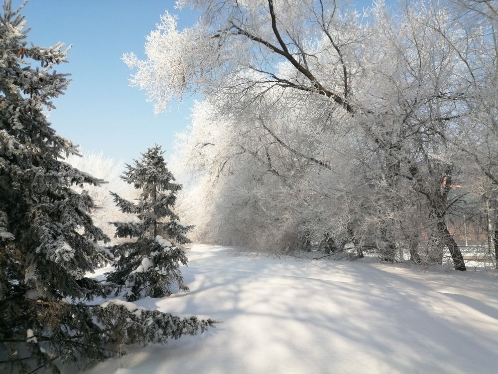 Деревья в инее