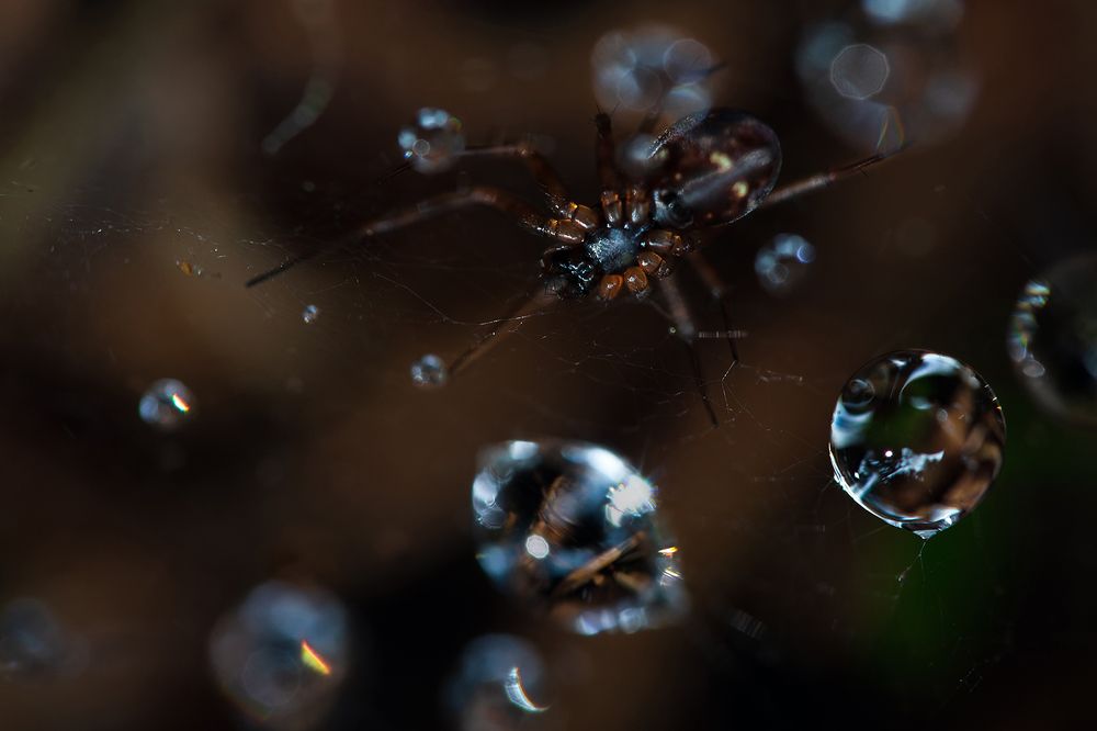 Паучок и капли дождя.